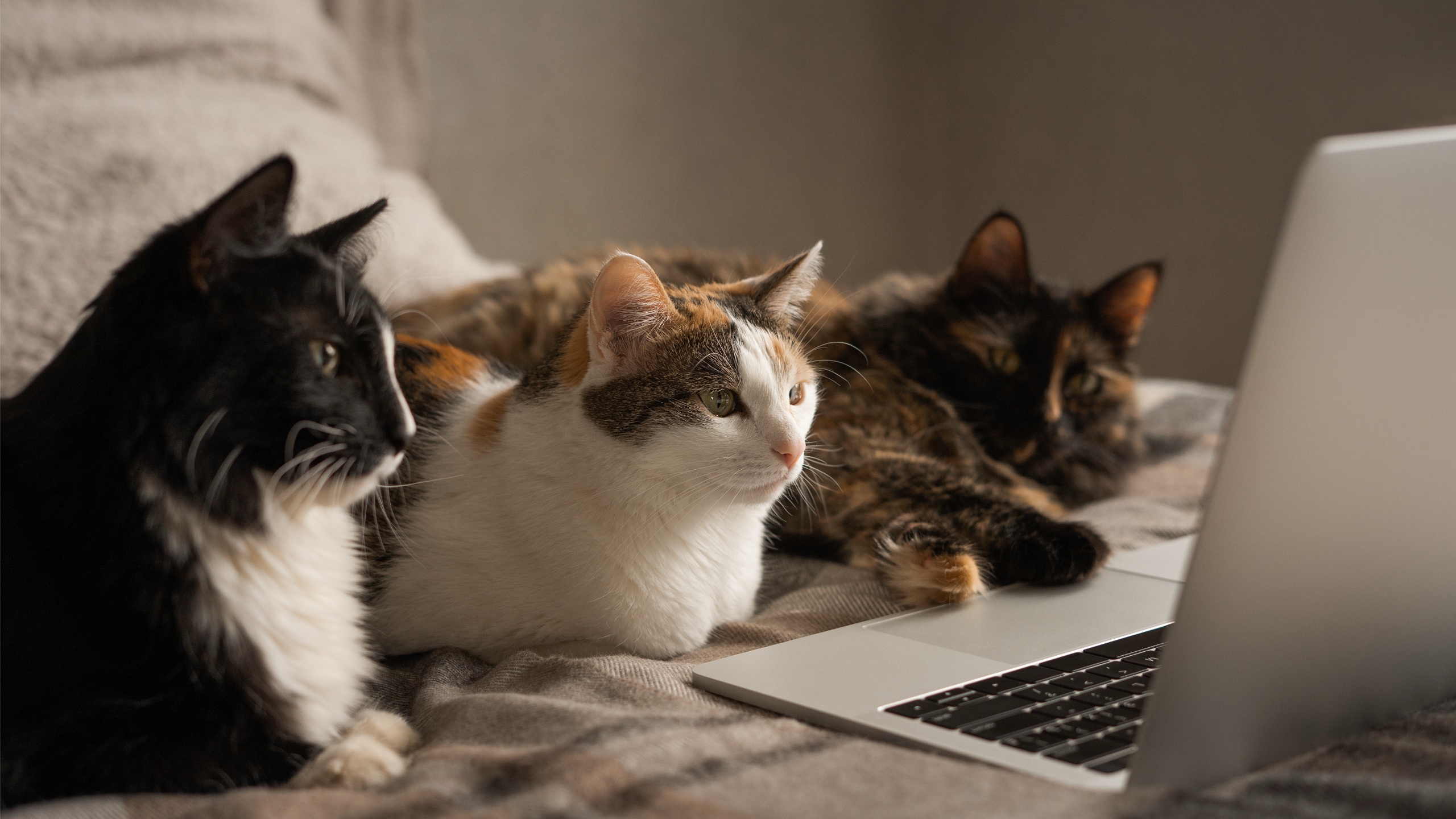 Cats sitting on a bed in front of a laptop.