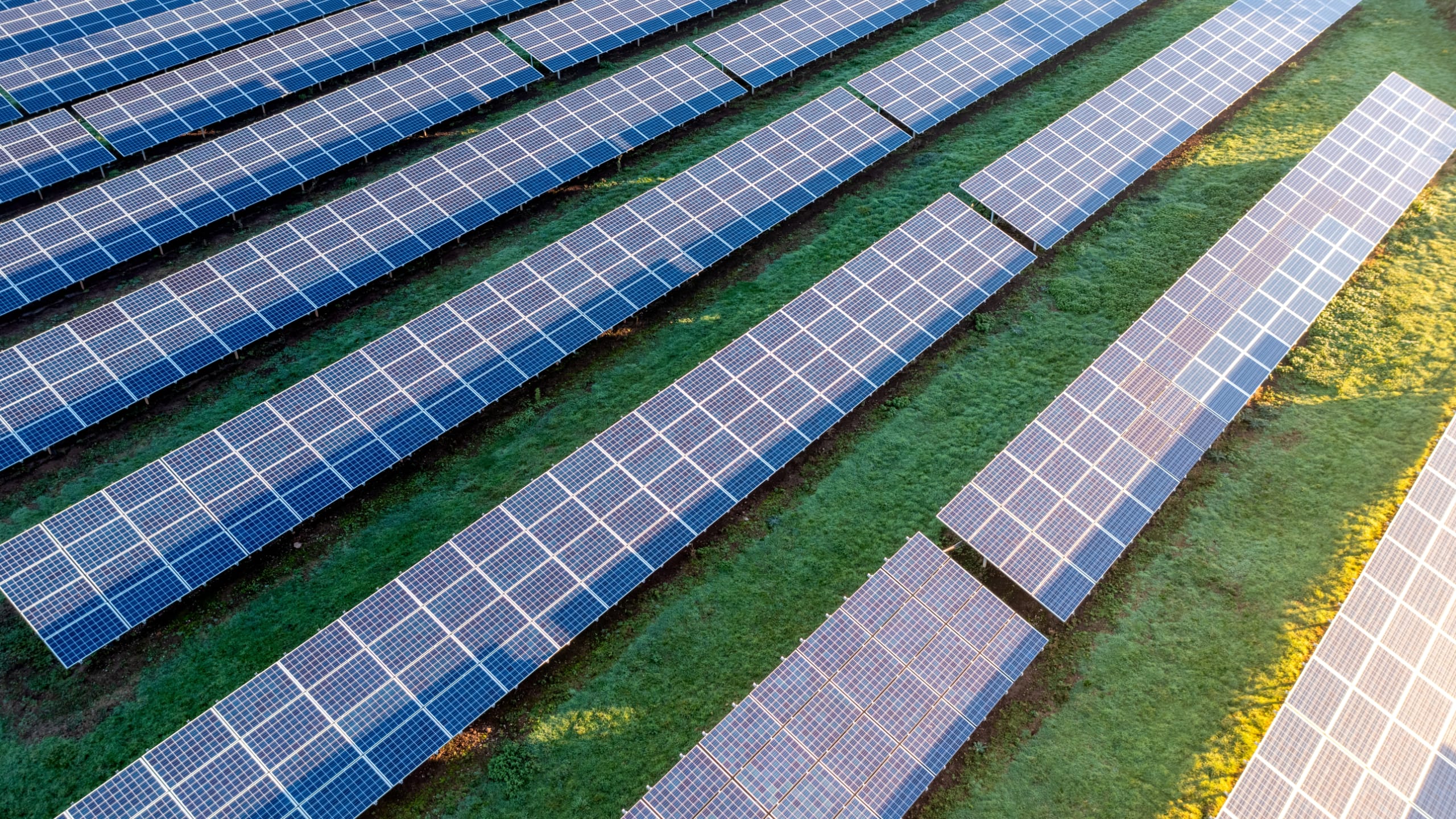Rows of solar panels with green grass underneath them.