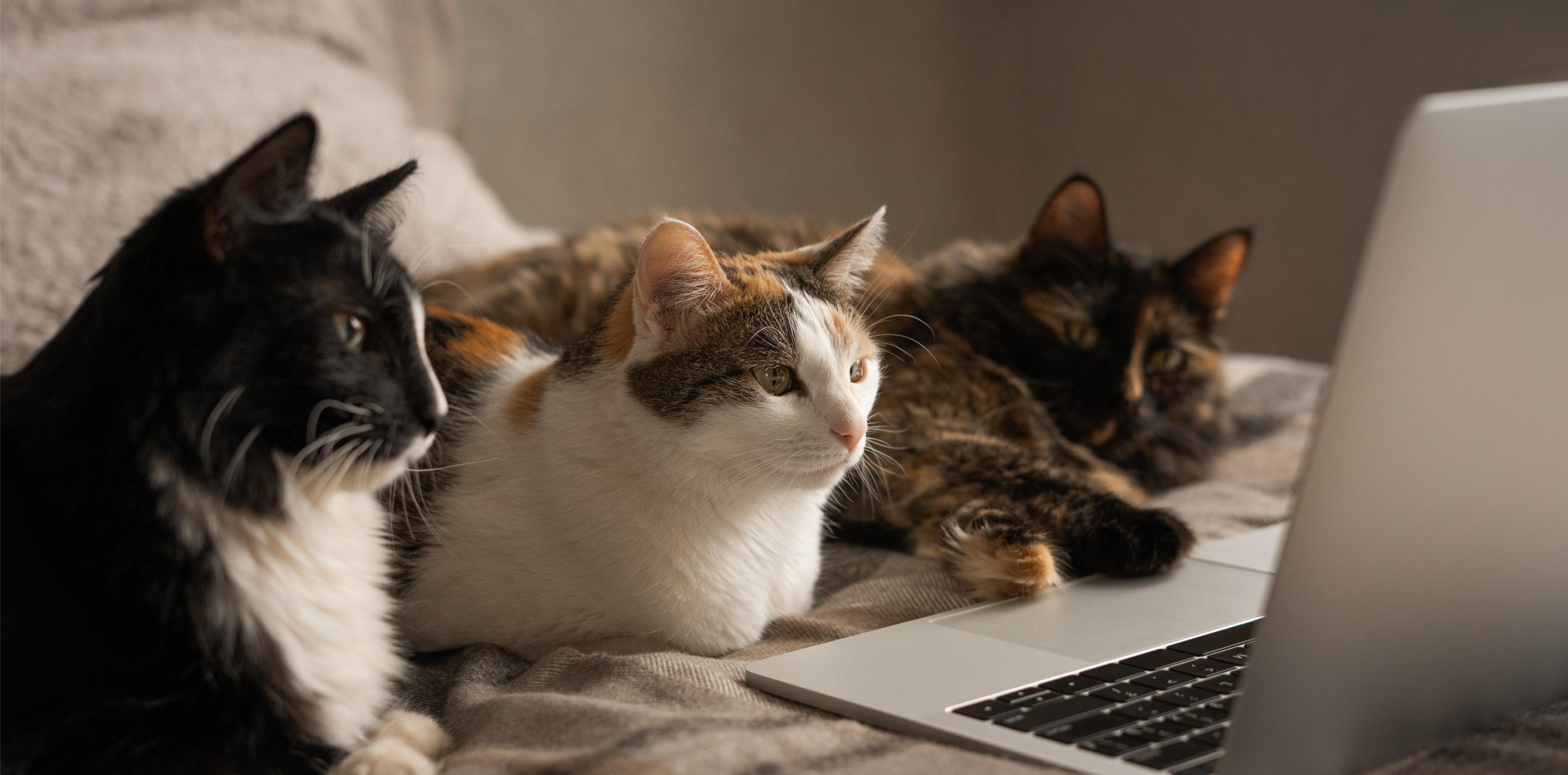 Cats sitting on a bed in front of a laptop.