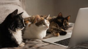 Three cats on a bed looking at a laptop.